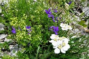 62 Composizione naturale di Achillea, Viola du Duby, Erba Stella